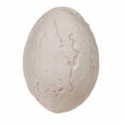 Dinosaurie Utgrävningsset