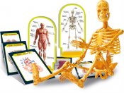 Anatomilåda, lär dig mer kroppen