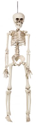 Skelett ca40 cm